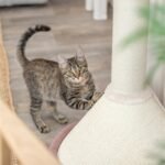 TRIXIE KRABPAAL VIVIANA ROND OUDROZE - Afbeelding 7