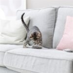 TRIXIE SPEELKUSSEN LEO PANTERPRINT MET VALERIAAN ASSORTI - Afbeelding 5