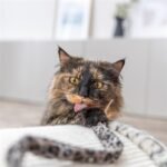 TRIXIE KATTENHENGEL STAART PANTERPRINT PLUCHE MET KATTENKRUID / CATNIP - Afbeelding 5