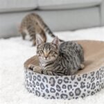 TRIXIE KRABMAT / MAND LEO KARTON MET KATTENKRUID / CATNIP CREME - Afbeelding 6